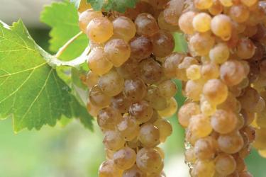 Georgia - Cradle of WIne